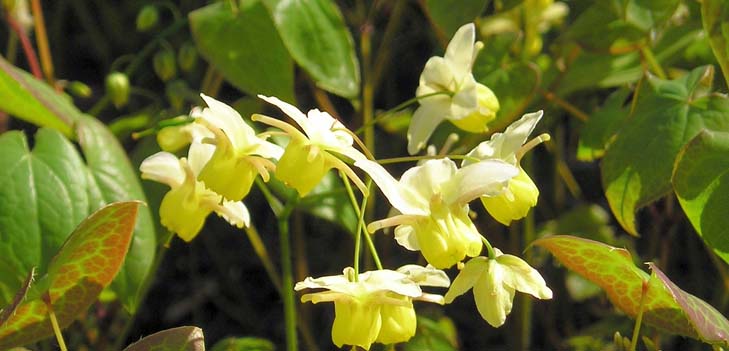 Epimedium